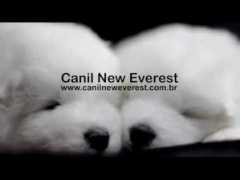 article.wn.com Canil