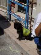 Canin