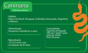 Caninana