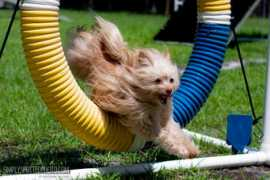 Canines