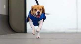 Canino