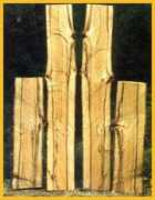 treedictionary.com Canker