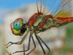 fotokritik.com Canlilar