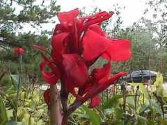 pecanlakefarm.com Cannas