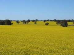 fthrwght.com Canola