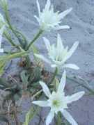 sabinaoggioni.it Canonici