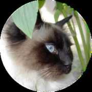 Canou