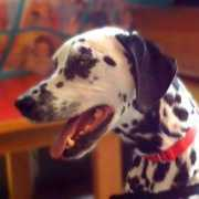 loveon4paws.org Cansel