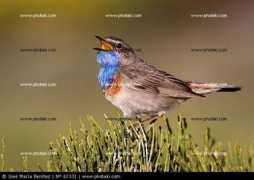 photaki.es Cantando