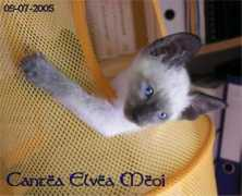 elveameoi.nl Cantea