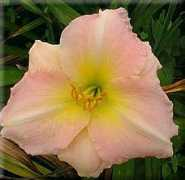 gardenperennials.net Cantique