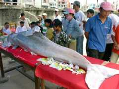 vietbao.vn Caong