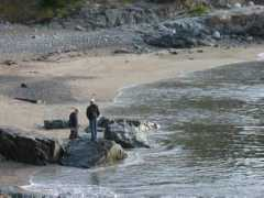 panoramio.com Capelin