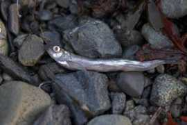 nawwal.org Capelin
