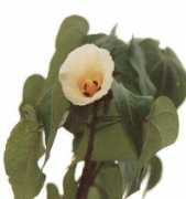 internationalhibiscussociety.org Capelini