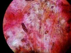 actafungorum.org Capici