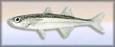 Capoccione