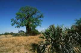 Caprivi