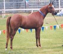allanookaarabians.com Carabi