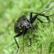photoforum.ru Carabus