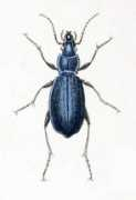 scientificlib.com Carabus