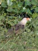 wading-in.net Caracara