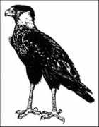 utep.edu Caracara