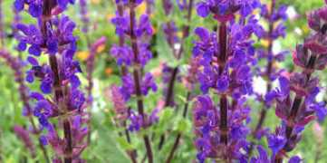 woodbridgenursery.com.au Caradonna