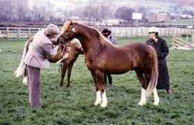 hilinponies.com Caradus