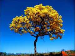 Caraiba