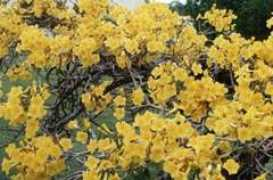 Caraiba