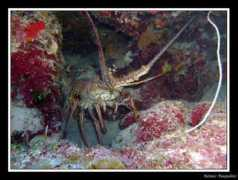 Caraibico
