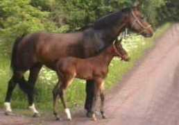 jungfrubacken.se Caramos