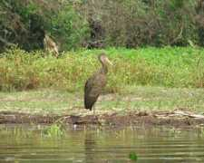 Carau