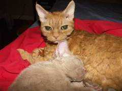 catster.com Caravias