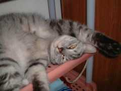 Carcar