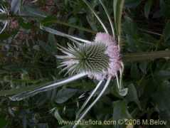 chileflora.com Cardilla