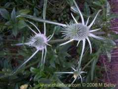 chileflora.com Cardilla