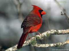 fabulousnature.com Cardinal