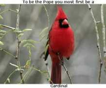 nicktingle.com Cardinal