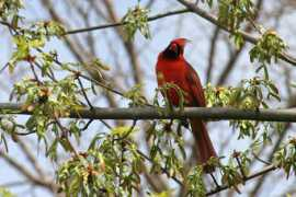 art.jamieruby.com Cardinal