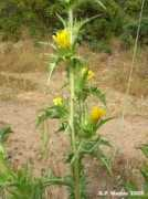 Cardogna