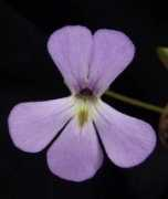 pinguicula.org Cardonal