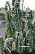 botanical-online.com Cardot