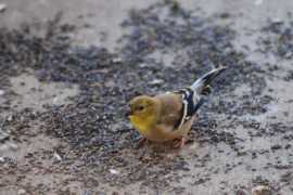Carduelis