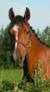 martenslantbruk.se Caretina