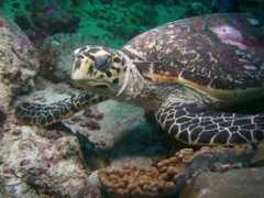 panoramio.com Caretta