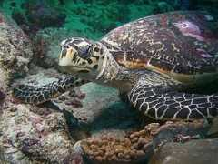 panoramio.com Caretta