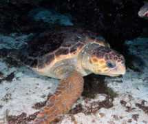 flowergarden.noaa.gov Caretta