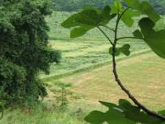 cropfiles.it Cariano